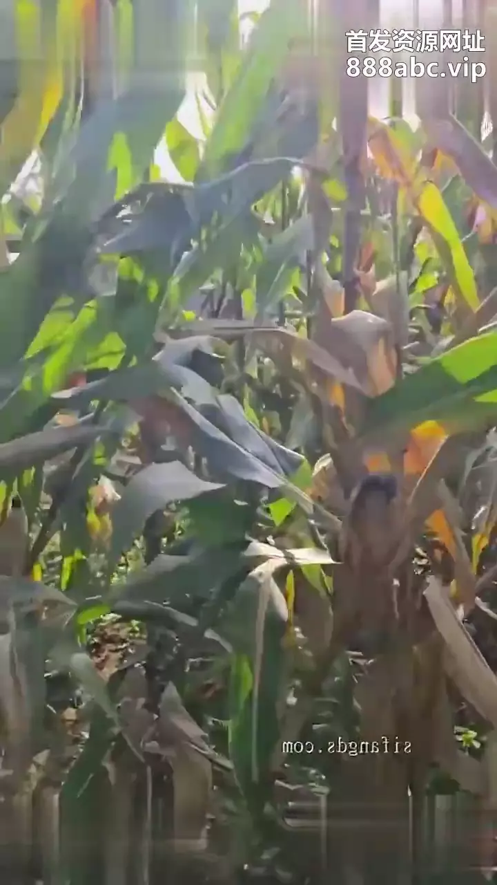 请输入图片描述